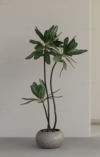 上传的图片